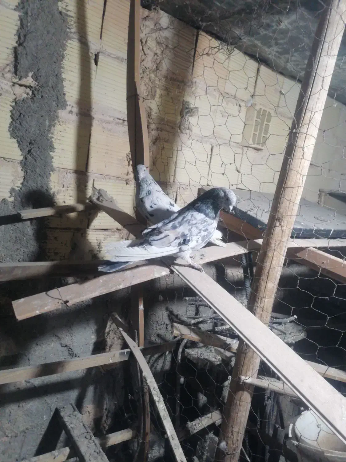 فروش|پرنده|زارچ, |دیوار