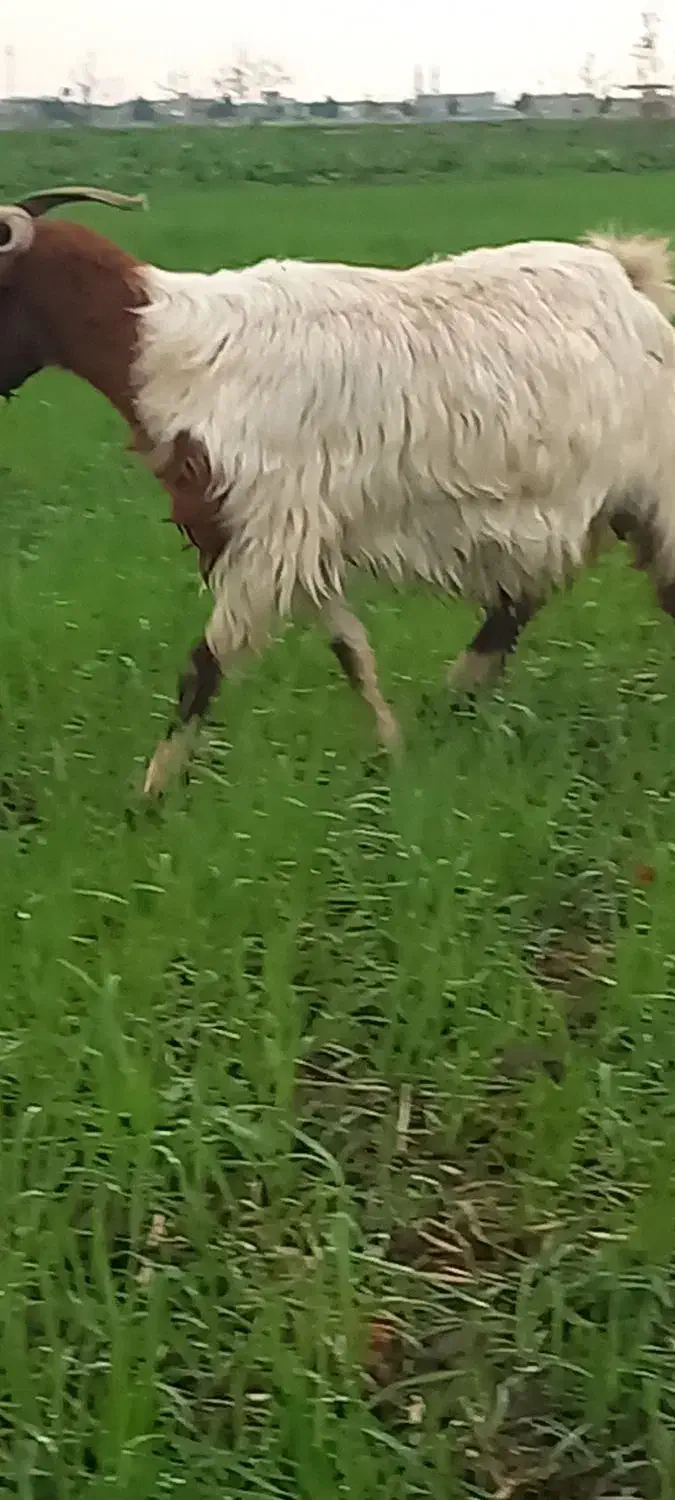 بزماده|حیوانات مزرعه|خان ببین, |دیوار