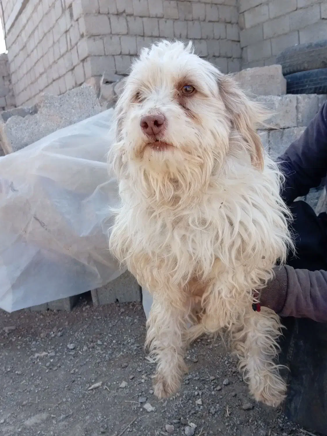 پاپی|سگ|نجف‌آباد, رحمت آباد|دیوار