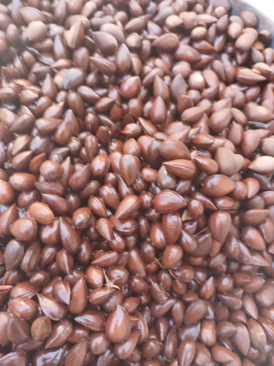 صبا|خوردنی و آشامیدنی|مسجد سلیمان, |دیوار
