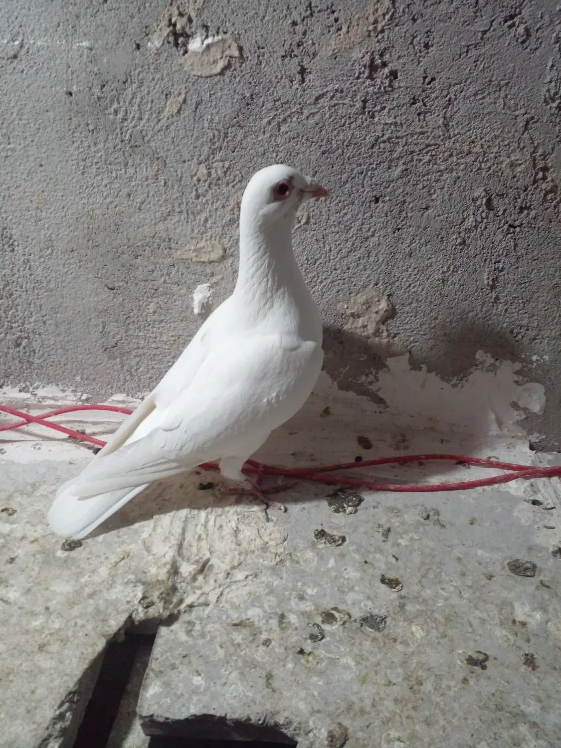 دبر سفید|پرنده|اردبیل, |دیوار