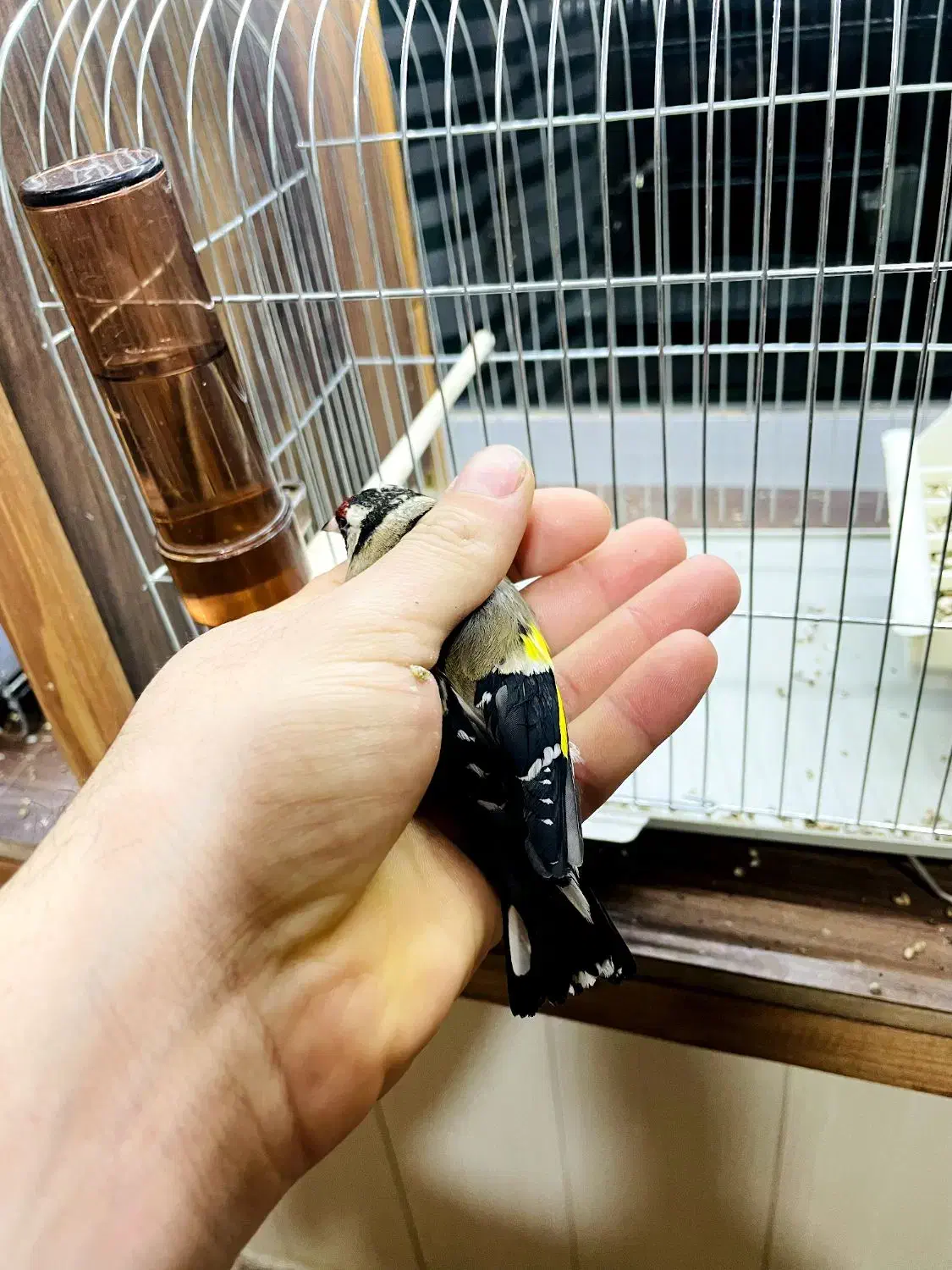 سهره نر|پرنده|بندر انزلی, نوغان|دیوار