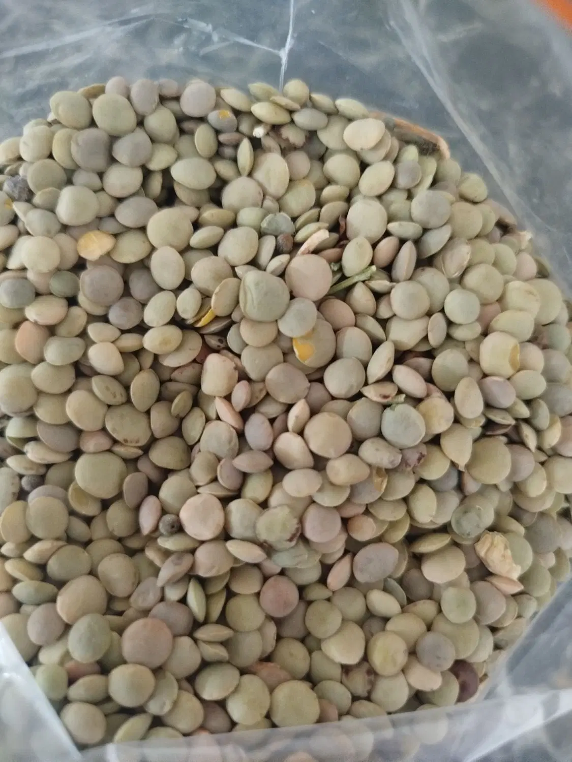 عدس|خوردنی و آشامیدنی|نمین, |دیوار