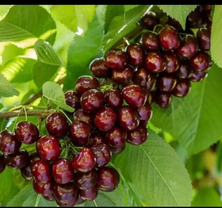 نهال گیلاس|گل و گیاه طبیعی|شاندیز, |دیوار