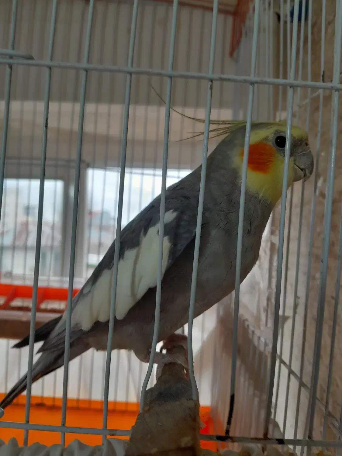 عروس هلندی|پرنده|رشت, کوی حسینی|دیوار