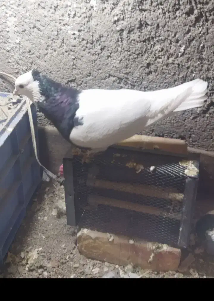 کبوتر|پرنده|طاغنکوه, |دیوار