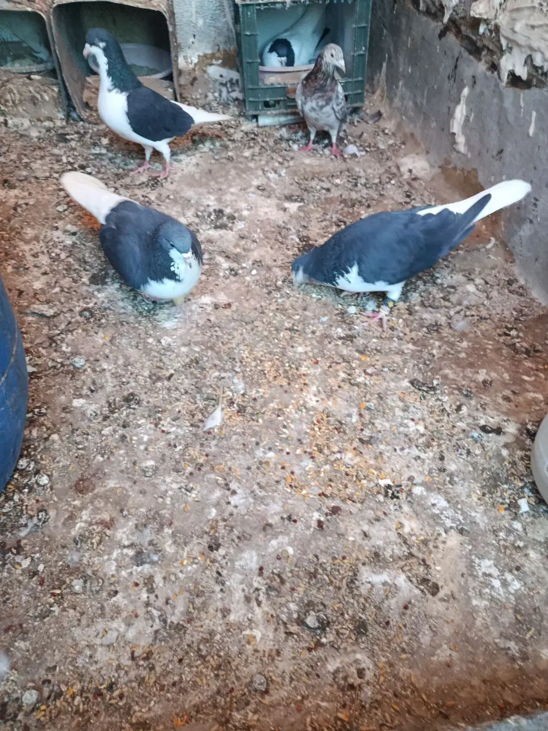 خوشرنگ سیاه|پرنده|محمدیه-قزوین, |دیوار