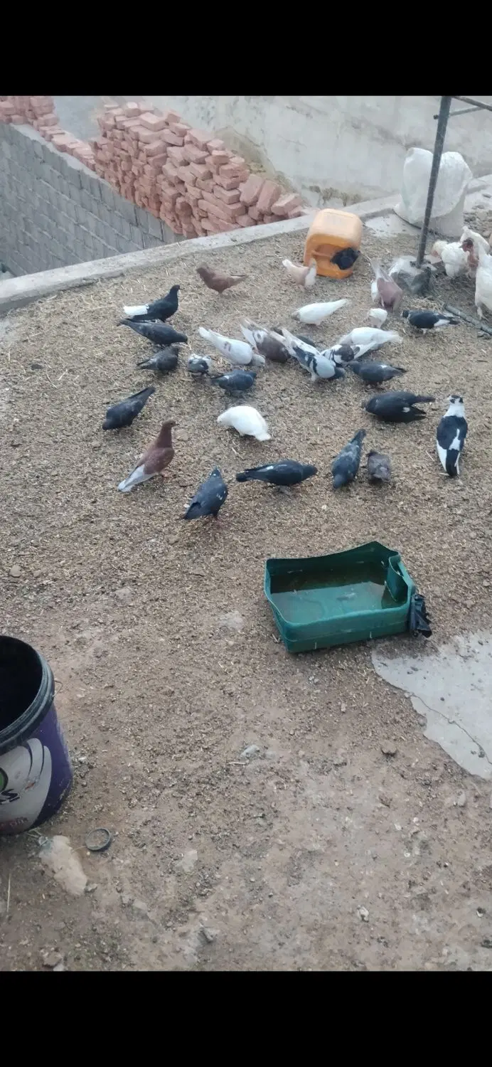 کفتر|پرنده|چترود, |دیوار