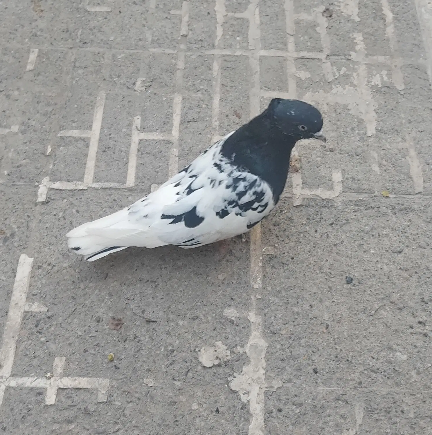 کبوتر|پرنده|مشهد, نوده|دیوار