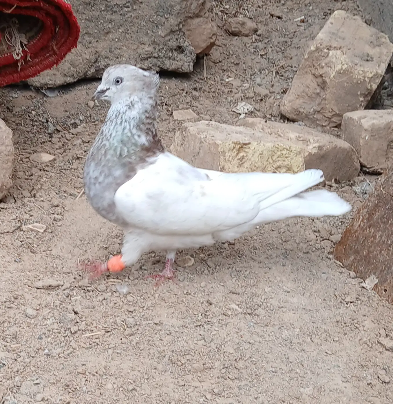 کله ای|پرنده|نرماشیر, |دیوار