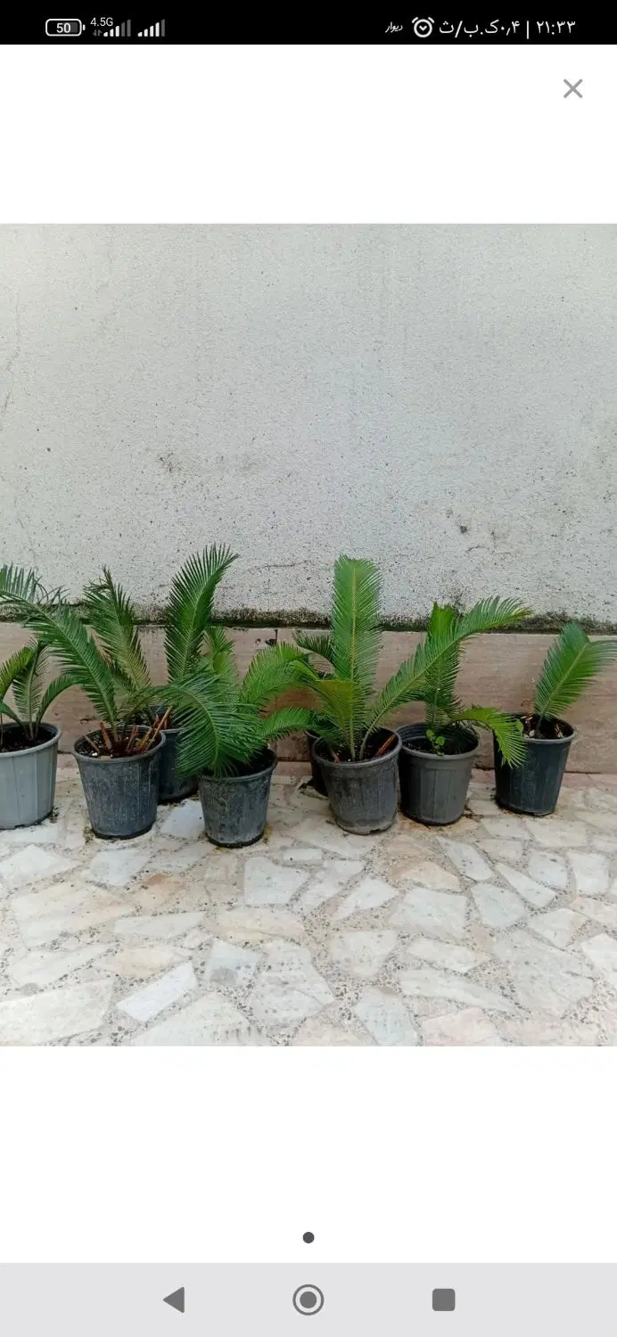 سیکاس|گل و گیاه طبیعی|رشت, حافظ آباد|دیوار