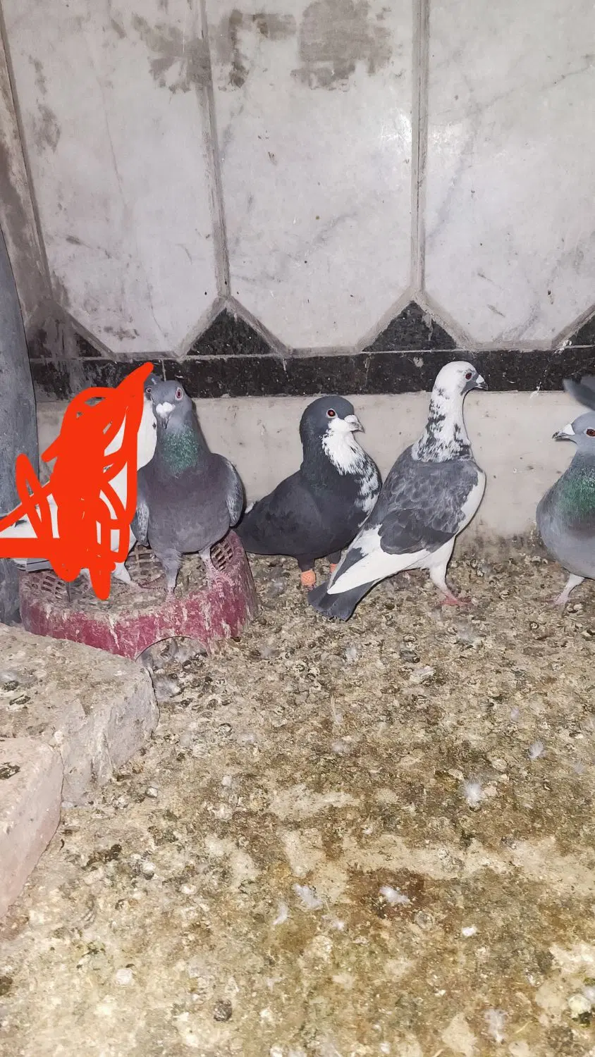 کبوتر|پرنده|زاهدان, |دیوار