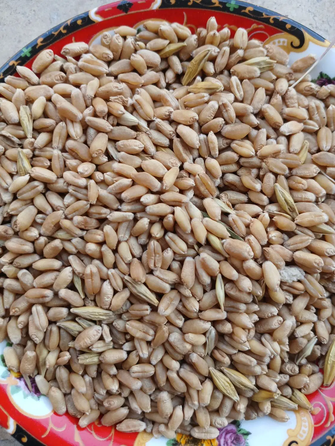 گندم|لوازم جانبی حیوانات|گرگان, |دیوار