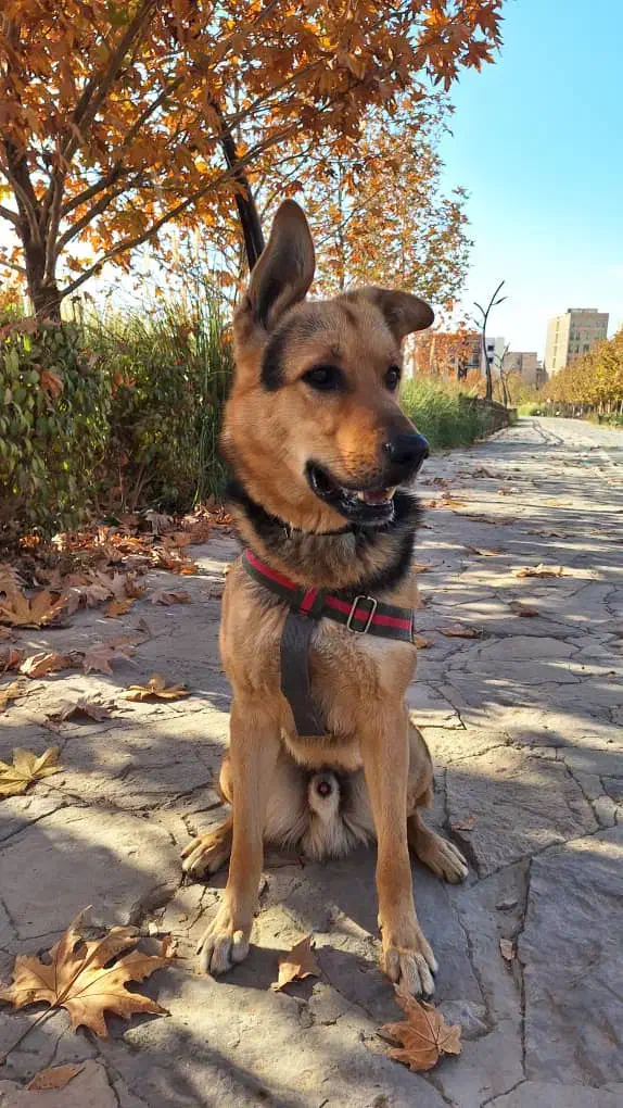 سگ ژرمن|سگ|کرج, کوی کارمندان شمالی|دیوار