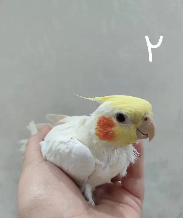 عروس ماده دستی بالغ آماده جفتگیری|پرنده|مشهد, ابوذر|دیوار