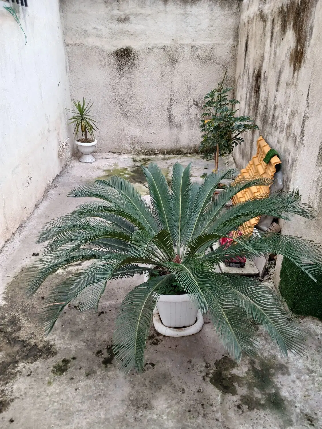 گل سیکاس|گل و گیاه طبیعی|آستانه اشرفیه, |دیوار