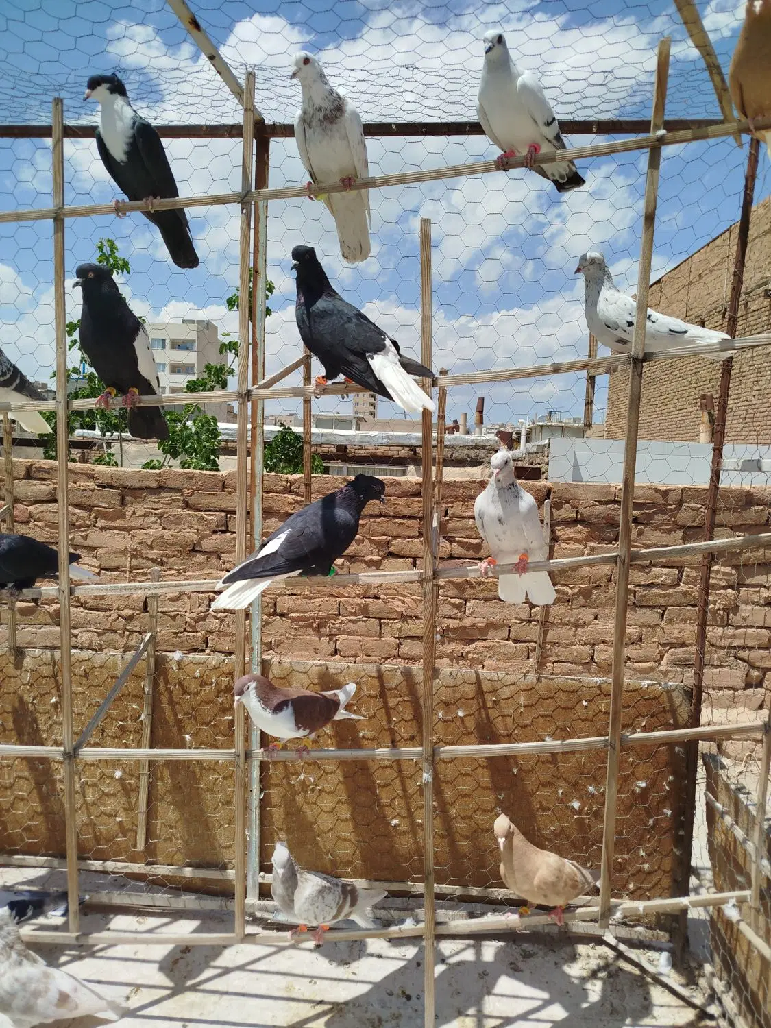 کبوتر|پرنده|سبزوار, شرق کال میانی|دیوار