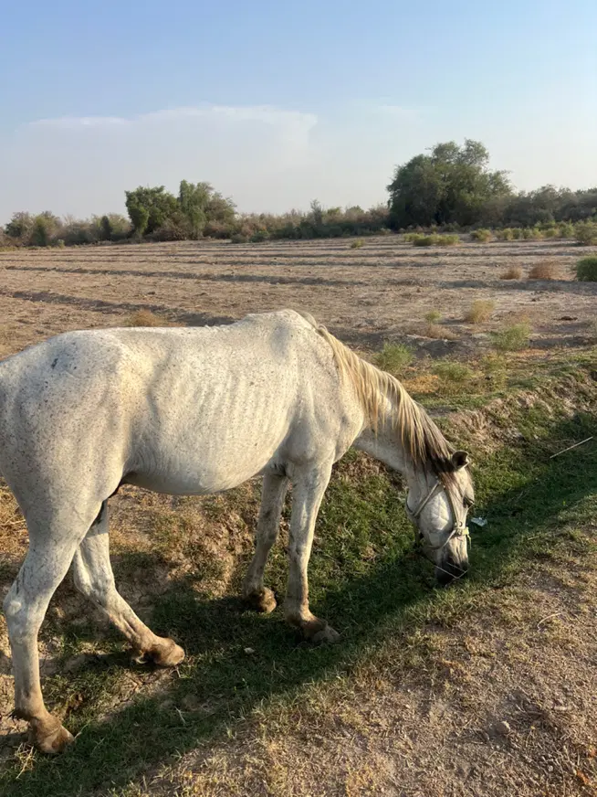 اسب|اسب و تجهیزات اسب‌سواری|قلعه گنج, |دیوار
