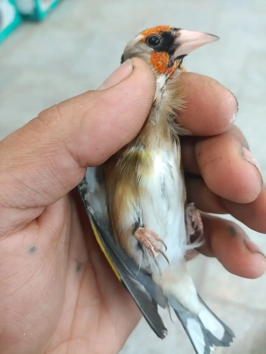 سهره|پرنده|کهریزک, |دیوار