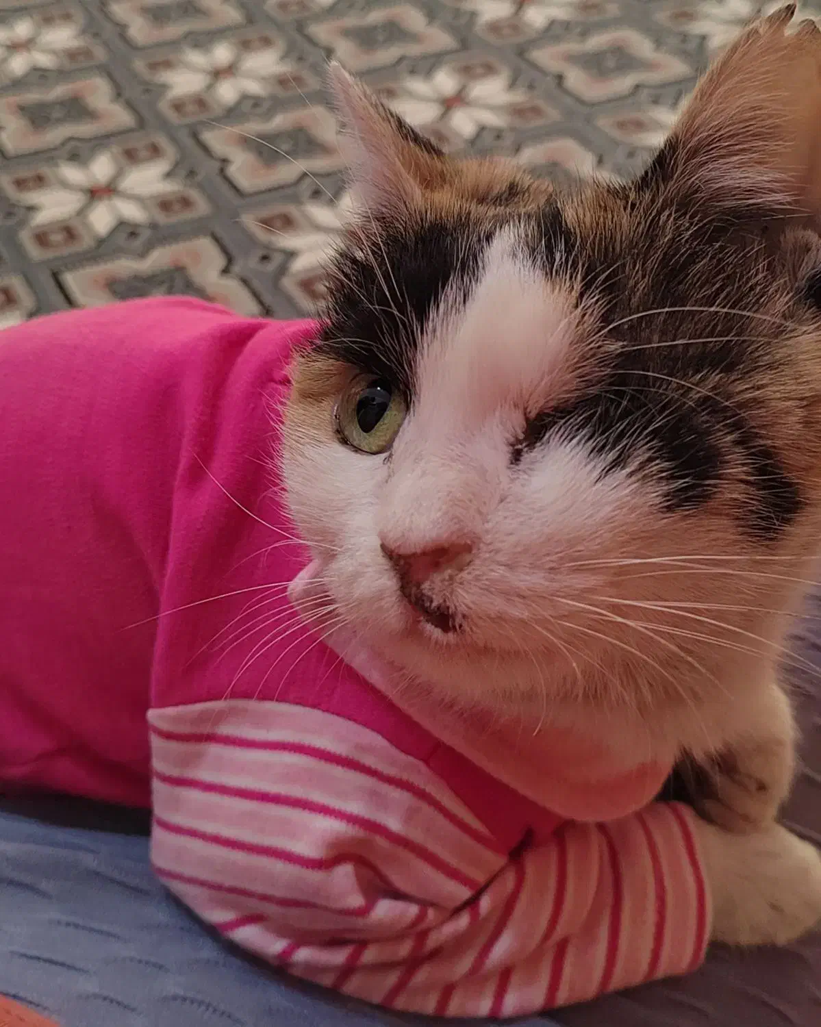 گربه گمشده|حیوانات|اسلام‌شهر, شهرک واوان|دیوار