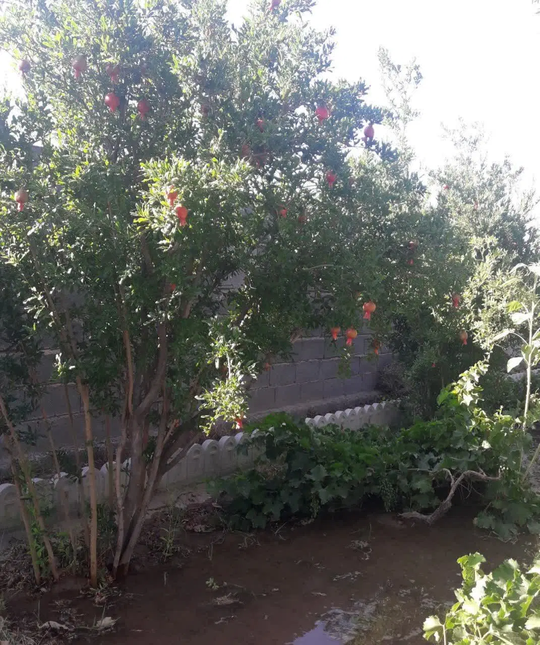 تصویر 12