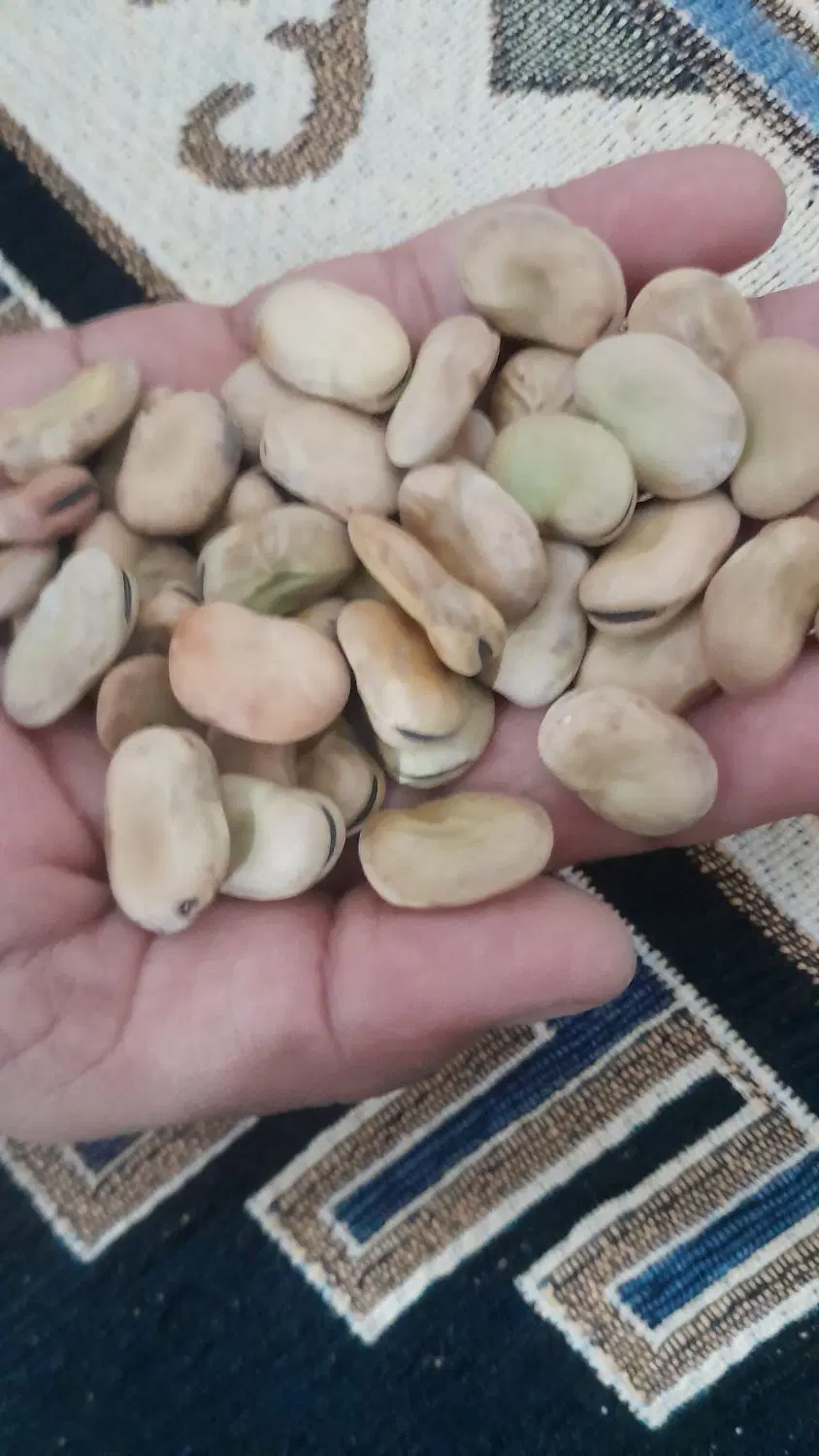 باقلا|خوردنی و آشامیدنی|حمیدیه, |دیوار