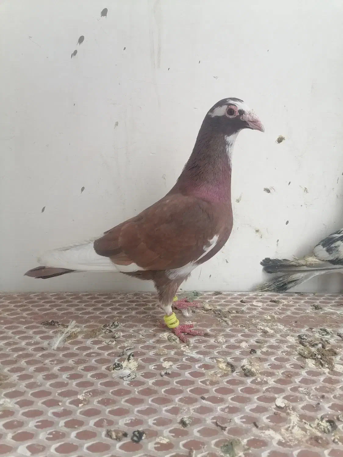 کبوتر|پرنده|مشهد, وکیل‌آباد|دیوار