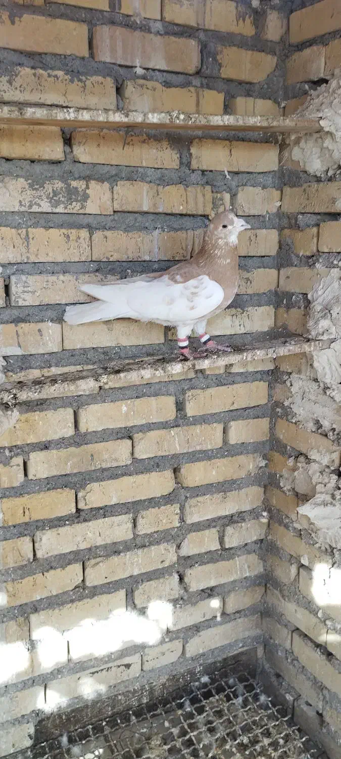 چپ زرد نر|پرنده|خرمشهر, |دیوار