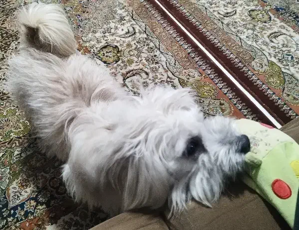 پت خانگی|سگ|مشهد, چاهشک|دیوار