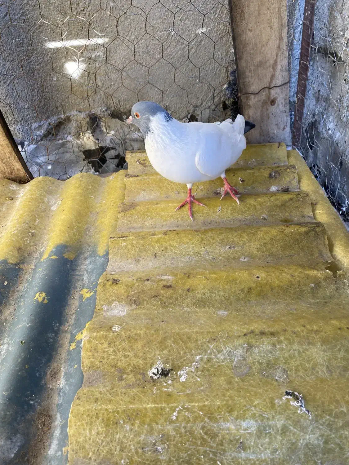 گوباش|پرنده|اردبیل, |دیوار