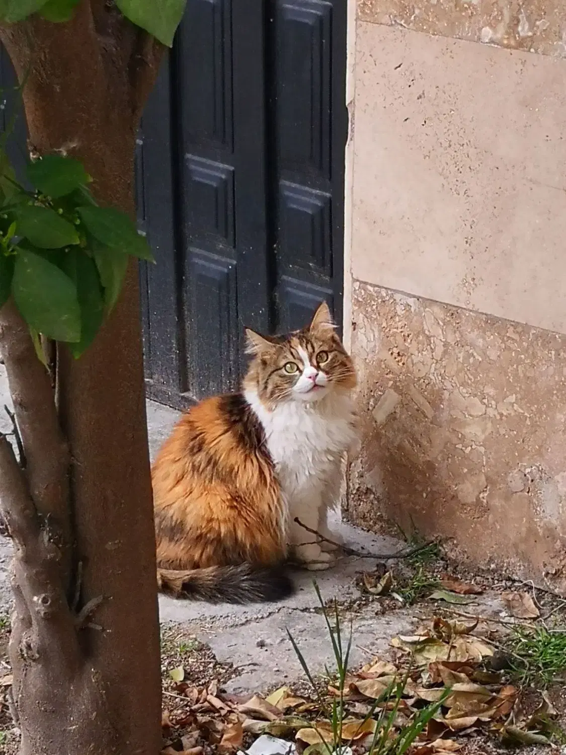 گربه|گربه|گرگان, |دیوار