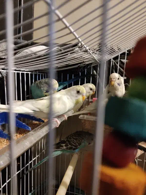 مرغ عشق|پرنده|تهران, زعفرانیه|دیوار