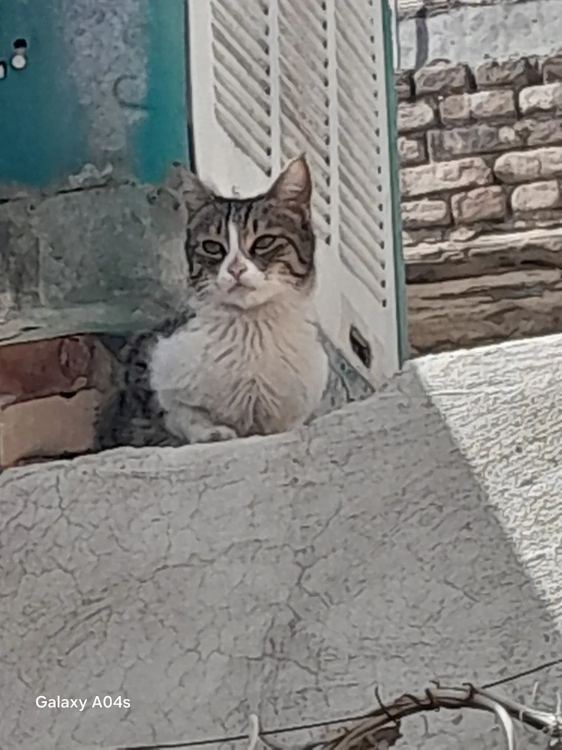 گربه|گربه|خوی, |دیوار