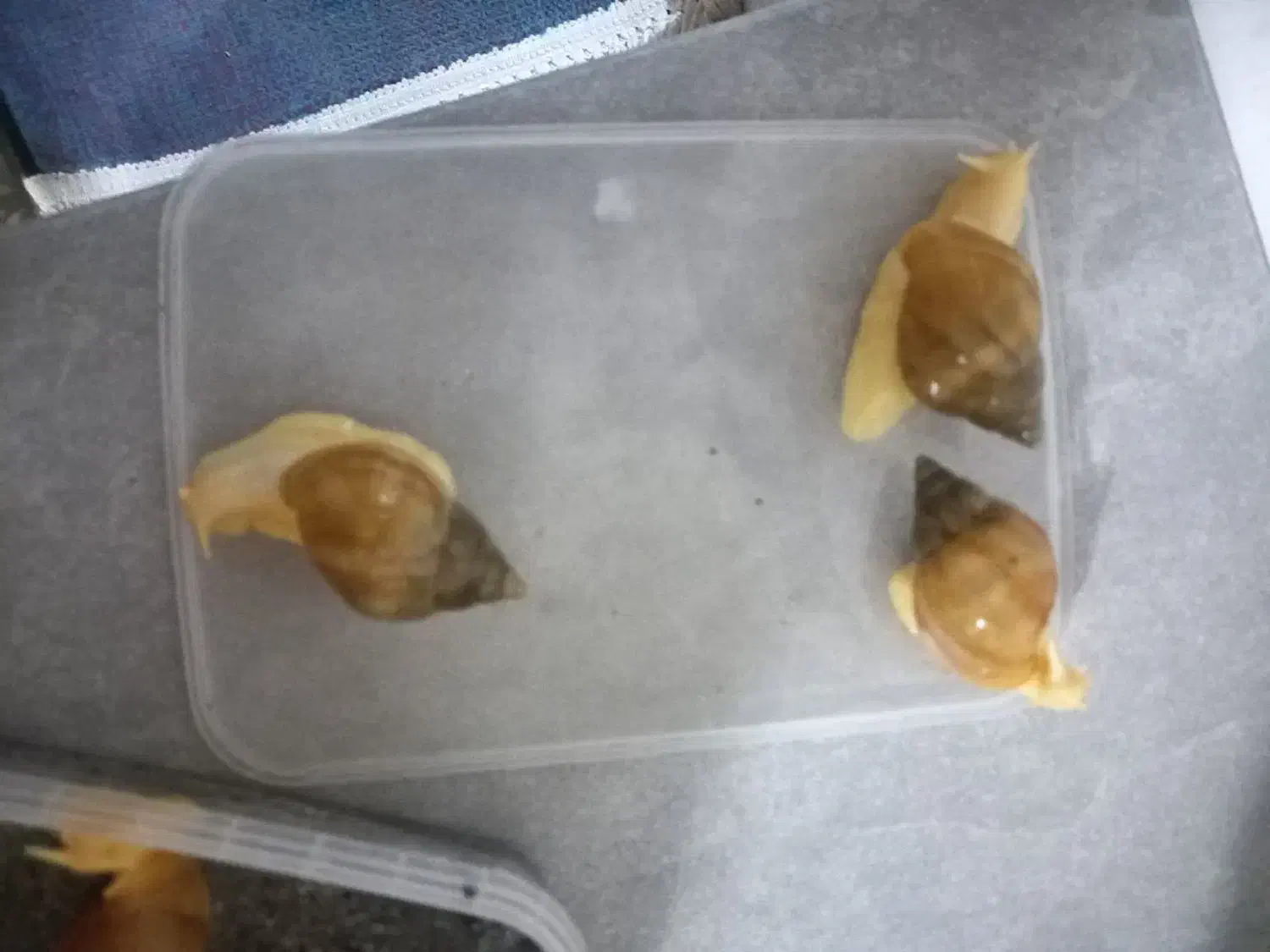 حلزون|خزنده|مشهد, کوی دروی|دیوار