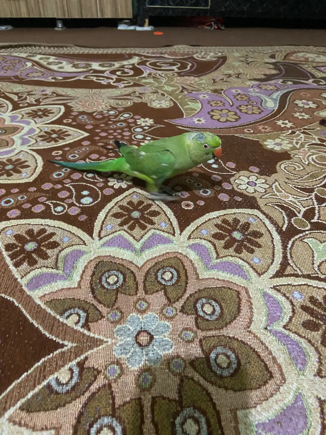 طوطی|پرنده|چابهار, |دیوار