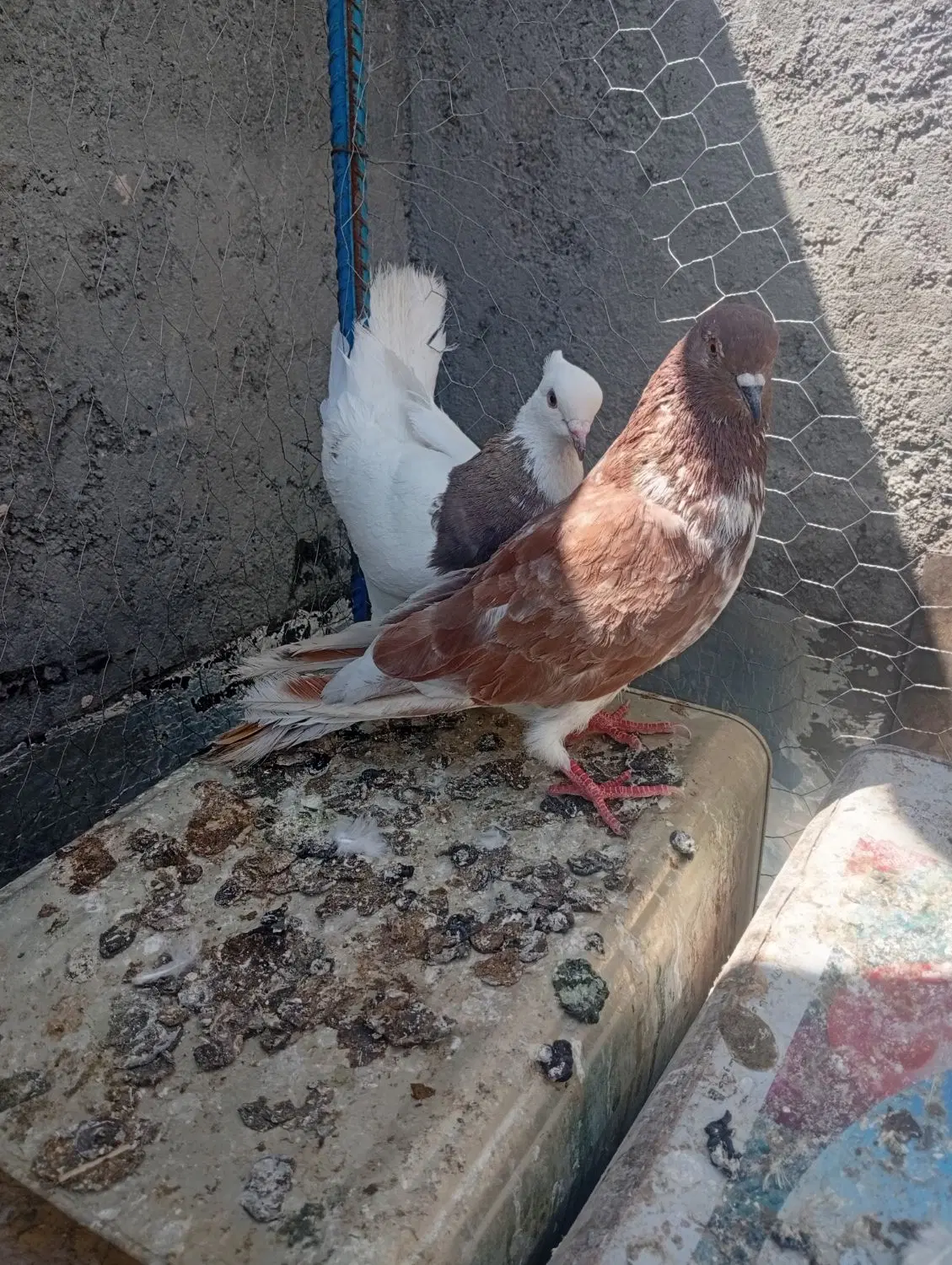 کبوتر|پرنده|عسگران, |دیوار