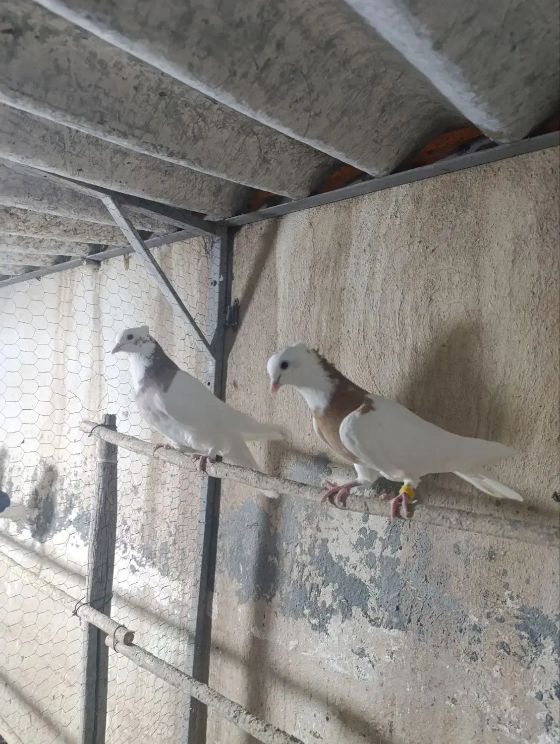 طوقی|پرنده|قم, شهر قائم|دیوار