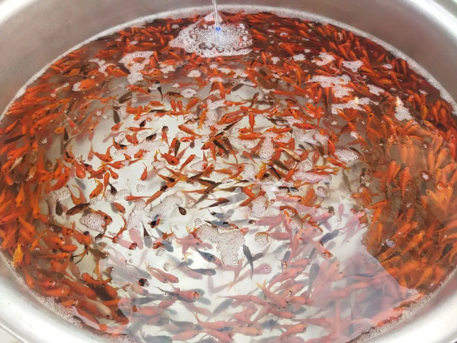 ماهی عید|ماهی|قم, ولیعصر|دیوار