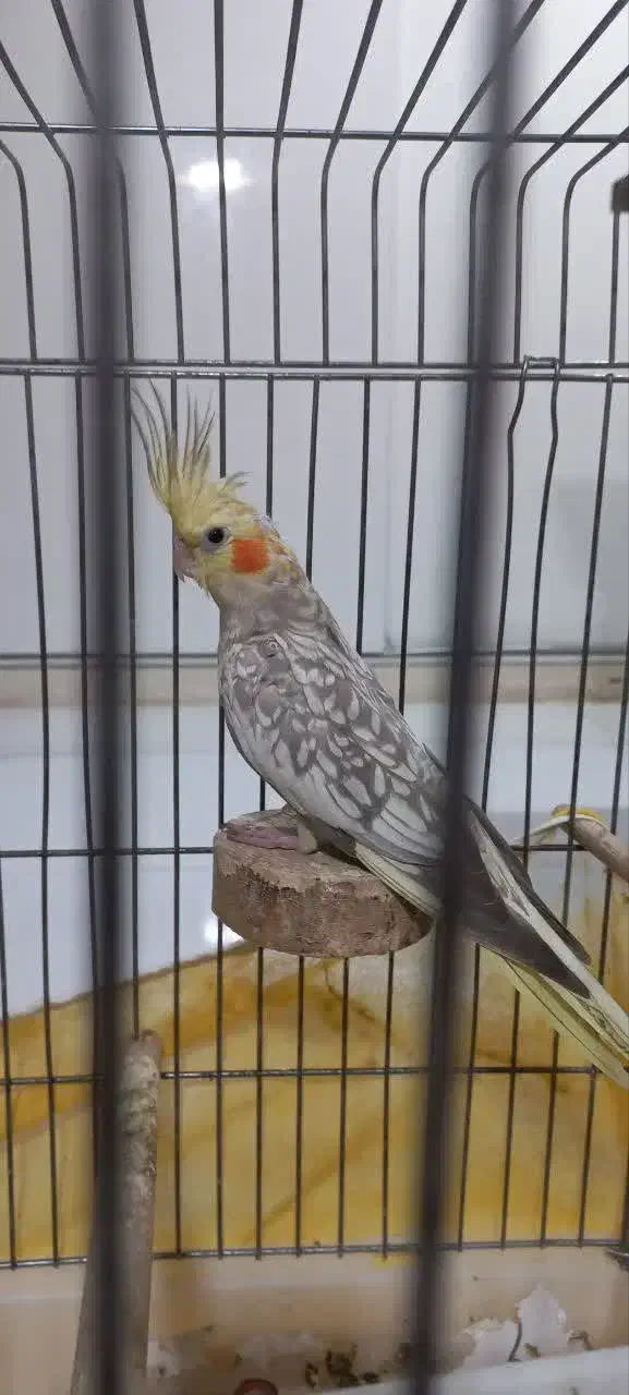 عروس|پرنده|شهر ری, سیزده آبان|دیوار