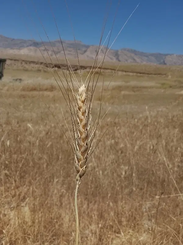 آرد|خوردنی و آشامیدنی|آبدانان, |دیوار