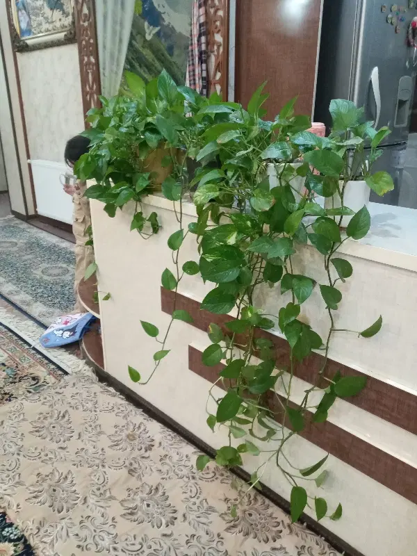 گل پتوس|گل و گیاه طبیعی|زاهدان, |دیوار