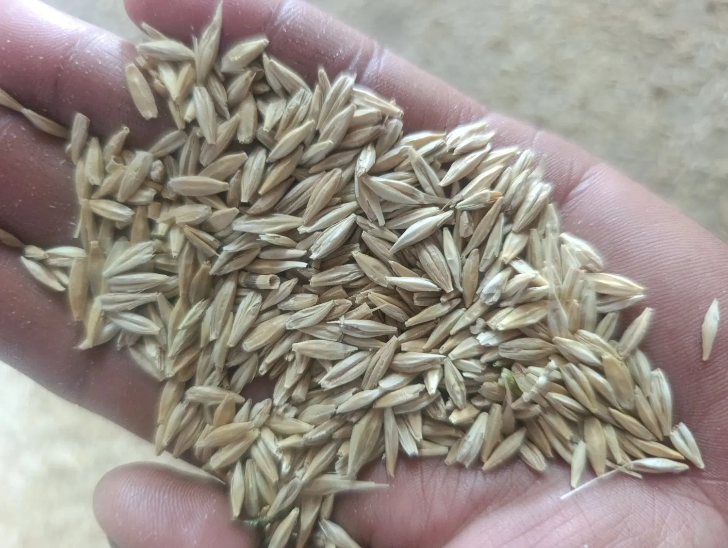 جو بش|لوازم جانبی حیوانات|سروستان, |دیوار