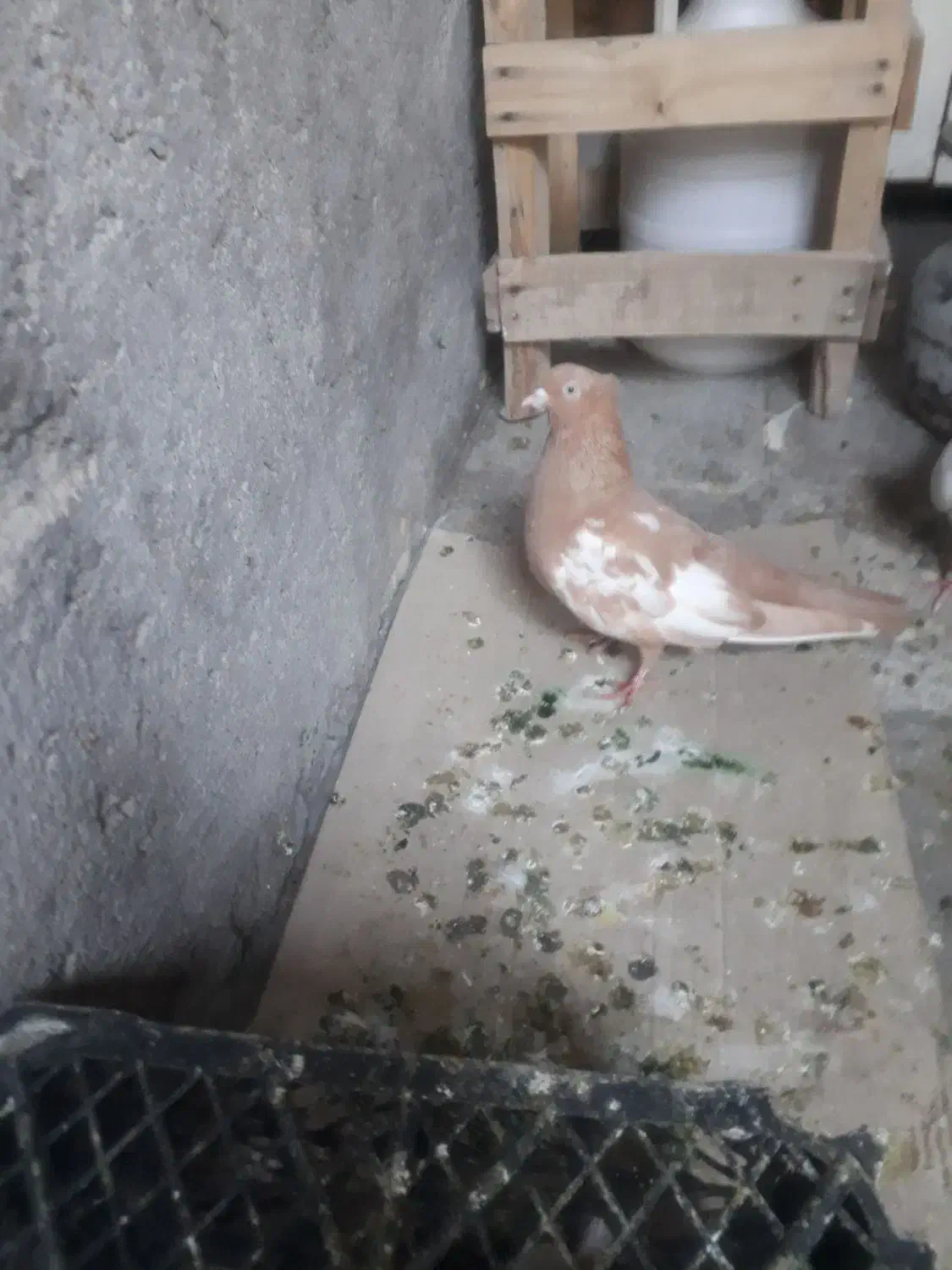 کفتر|پرنده|خرمشهر, |دیوار