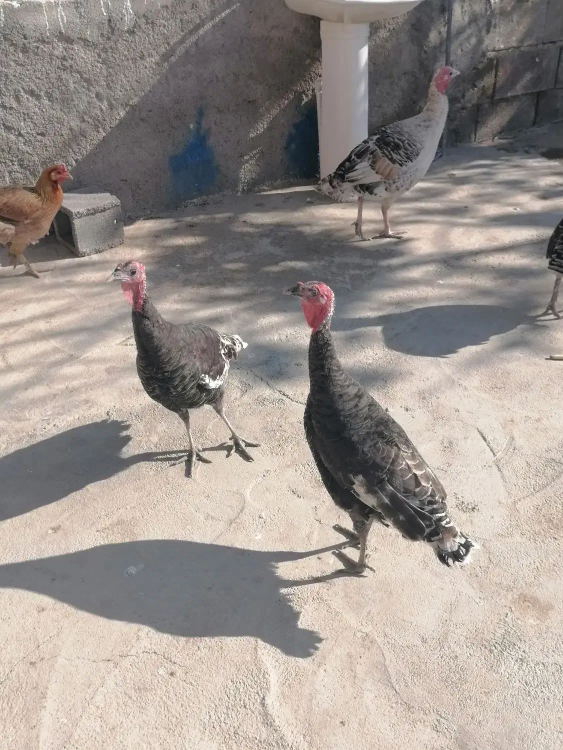 حیوانات|حیوانات مزرعه|دهدشت, |دیوار