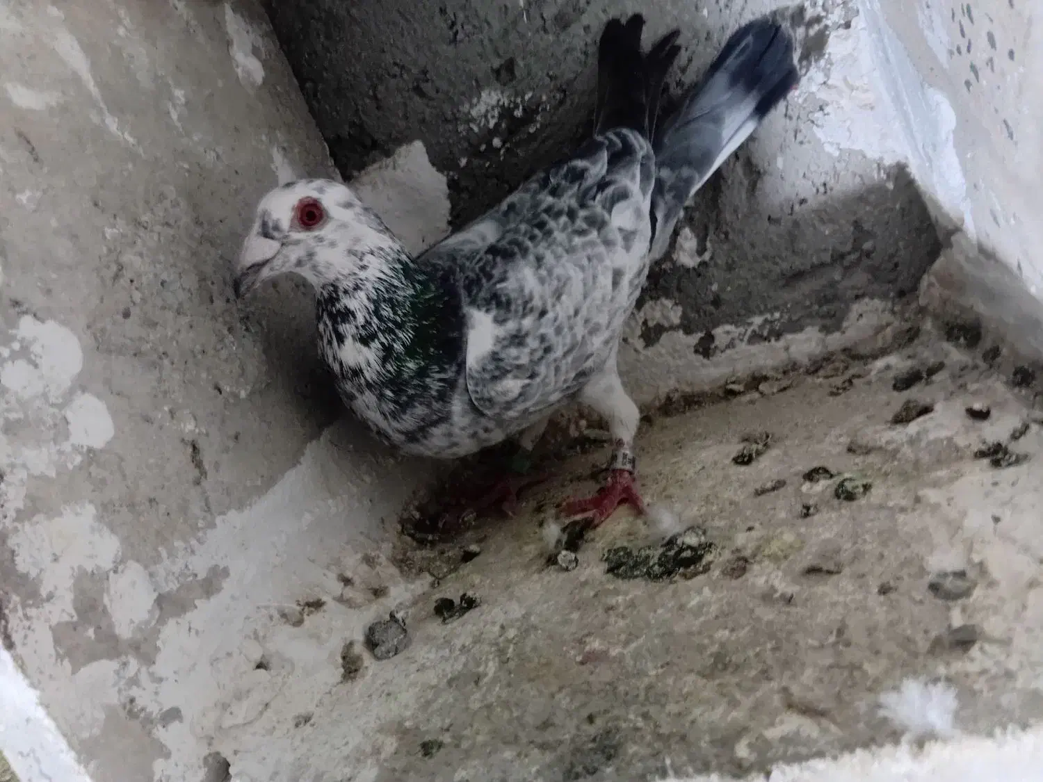 مسافتی|پرنده|اردبیل, |دیوار