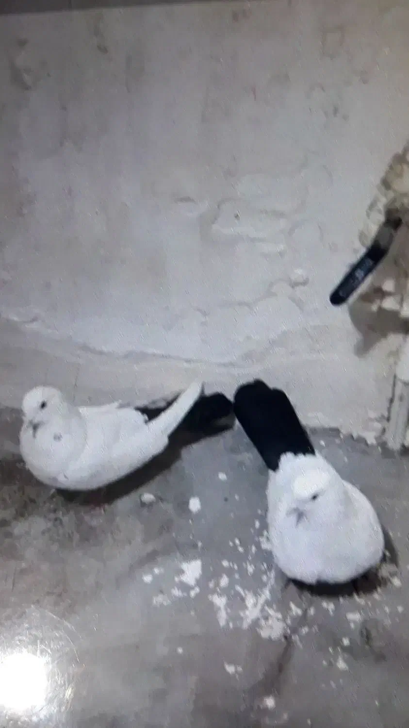 دم سیاه|پرنده|بناب, |دیوار