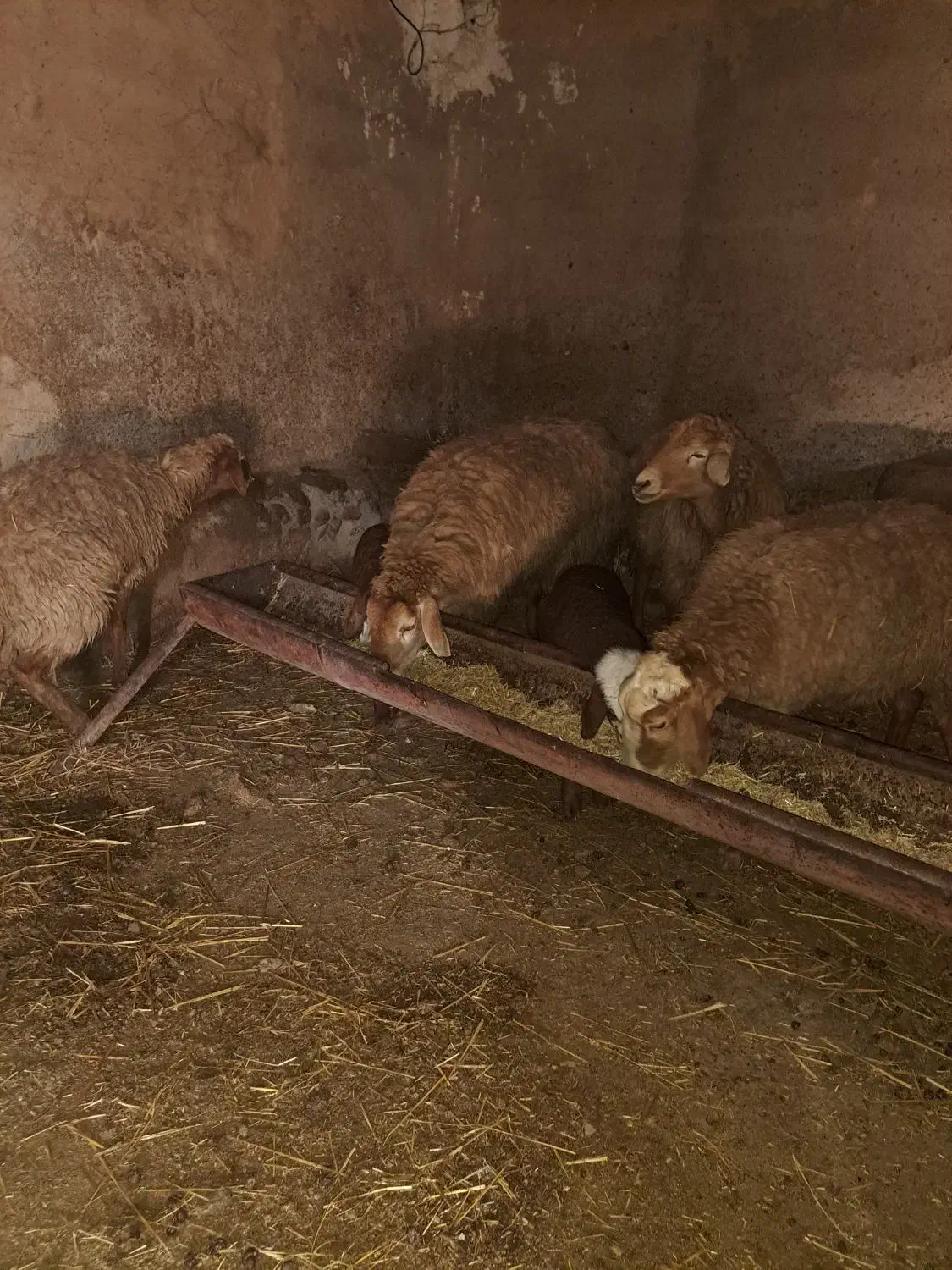 میش جوان|حیوانات مزرعه|شیروان (خراسان), |دیوار