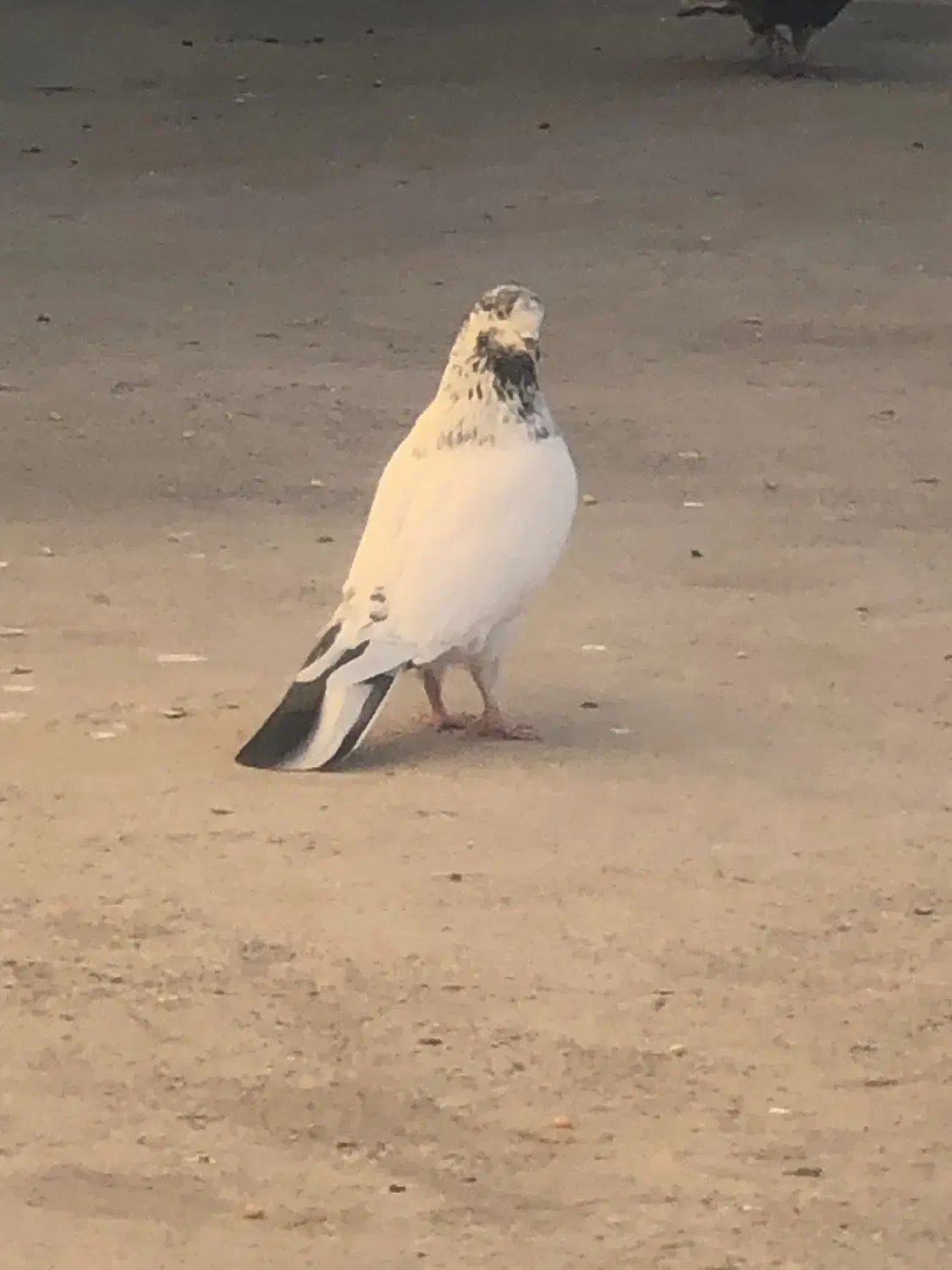 کله دم سبز|حیوانات|مهاجران, |دیوار