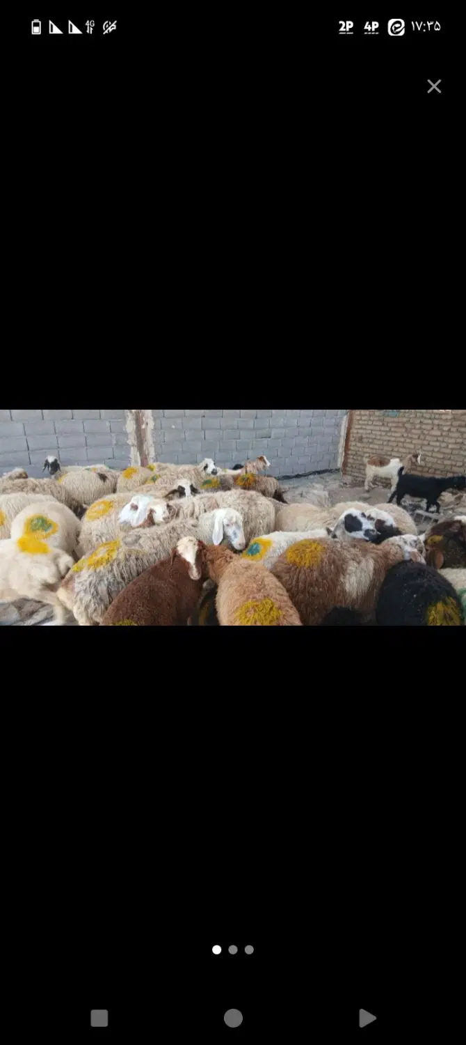 ذبح‌گوسفند|حیوانات مزرعه|مشهد, همت آباد|دیوار