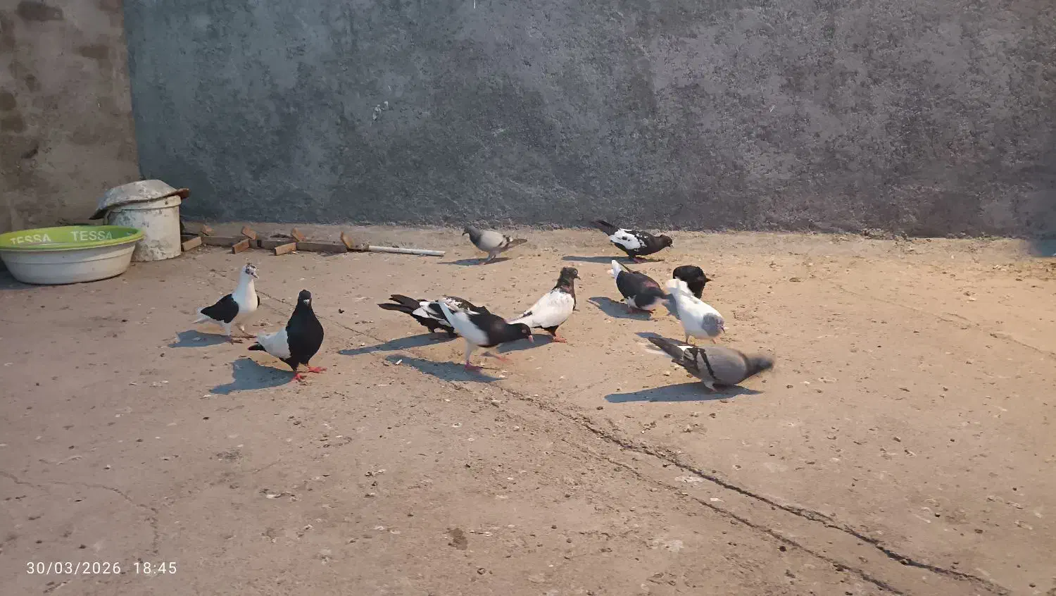 کبوتر رنگی|پرنده|اهواز, پادادشهر|دیوار